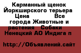 Карманный щенок Йоркширского терьера › Цена ­ 30 000 - Все города Животные и растения » Собаки   . Ненецкий АО,Индига п.